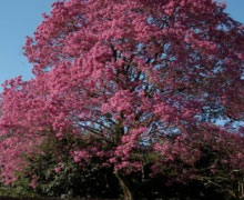 Arbre Lapacho